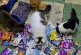 Ученики калужской школы собрали помощь для кошек из приютов