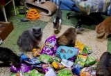 Ученики калужской школы собрали помощь для кошек из приютов