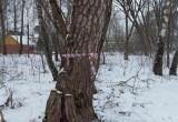 В Комсомольской роще на месте вырубленных деревьев посадят сосны