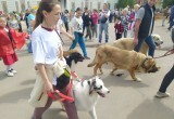 В Калужской области прошел семейный фестиваль "Петухи и гуси в городе Тарусе"