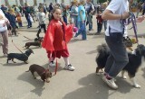 В Калужской области прошел семейный фестиваль "Петухи и гуси в городе Тарусе"