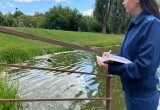 Прокуратура начала проверку из-за мора рыбы в водоёме Калужской области