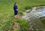 Прокуратура начала проверку из-за мора рыбы в водоёме Калужской области