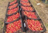 В Калужской области 22 хозяйства занимаются выращиванием ягод