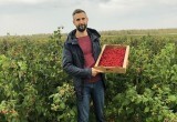 В Калужской области 22 хозяйства занимаются выращиванием ягод