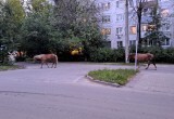 Коровы и лошади продолжают гулять по микрорайонам Калуги