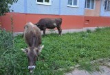 Коровы и лошади продолжают гулять по микрорайонам Калуги