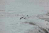 В Калужской области заметили арктических птиц