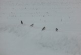 В Калужской области заметили арктических птиц