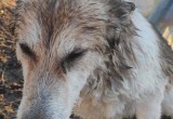 В Калужской области спасатели достали из полыньи тонущую собаку