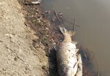 В калужском водоеме массово вымерла рыба