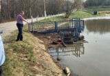 В калужском водоеме массово вымерла рыба