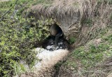 В очередном водоёме Калужской области произошел массовый мор рыбы