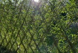 Живые изгороди или как можно экологично украсить свой участок