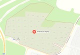 Больше 1000 деревьев вырубят для расширения Литвиновского кладбища в Калуге