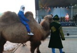 Бессменная ведущая, гуманоид и настоящий верблюд: чем удивили на открытии МКФ "Циолковский"
