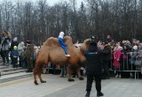 Бессменная ведущая, гуманоид и настоящий верблюд: чем удивили на открытии МКФ "Циолковский"