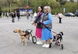 В Калуге прошёл благотворительный фестиваль "Дружные судьбы"