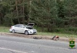 5 человек пострадали в тройном ДТП на калужской дороге