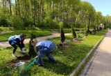 В Калуге у Губернского парка высадили туи 