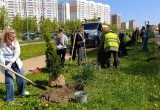 В Калуге у Губернского парка высадили туи 