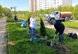 В Калуге у Губернского парка высадили туи 
