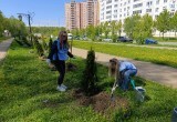 В Калуге у Губернского парка высадили туи 