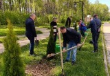 В Калуге у Губернского парка высадили туи 