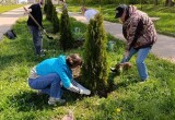 В Калуге у Губернского парка высадили туи 