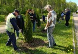 В Калуге у Губернского парка высадили туи 