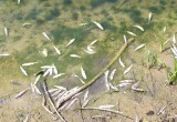 Более 5000 рыб погибло в Протве из-за загрязнения воды нечистотами