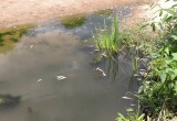 Более 5000 рыб погибло в Протве из-за загрязнения воды нечистотами