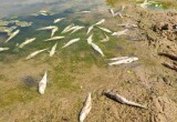 Более 5000 рыб погибло в Протве из-за загрязнения воды нечистотами