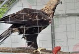 Калужан встретили горячими блинами и песнями на главном аграрном фестивале 'Калужская осень'