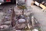 Калужан встретили горячими блинами и песнями на главном аграрном фестивале 'Калужская осень'
