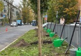 На бульваре по улице Степана Разина появится аллея лип