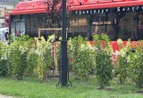 На бульваре по улице Степана Разина появится аллея лип