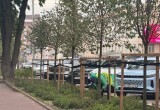 На бульваре по улице Степана Разина появится аллея лип