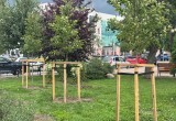 На бульваре по улице Степана Разина появится аллея лип