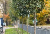 На бульваре по улице Степана Разина появится аллея лип