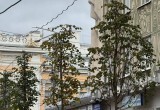 Сезон озеленения Калуги близится к завершению