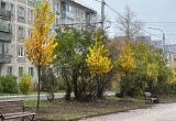 Сезон озеленения Калуги близится к завершению