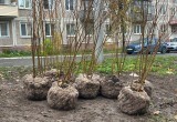Сезон озеленения Калуги близится к завершению