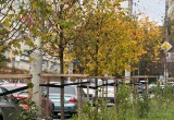 Сезон озеленения Калуги близится к завершению