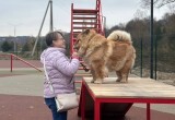 В Калуге открыли новую площадку для тренировки собак и соревнований