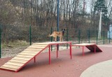 В Калуге открыли новую площадку для тренировки собак и соревнований