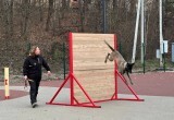 В Калуге открыли новую площадку для тренировки собак и соревнований