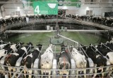 Проверено на себе: экскурсия на "ЭкоНиву" или технологические тайны крупнейшего производителя сырого молока в Европе