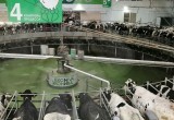 Проверено на себе: экскурсия на "ЭкоНиву" или технологические тайны крупнейшего производителя сырого молока в Европе