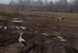 Двух аистов из центра "Феникс" вернули в дикую природу